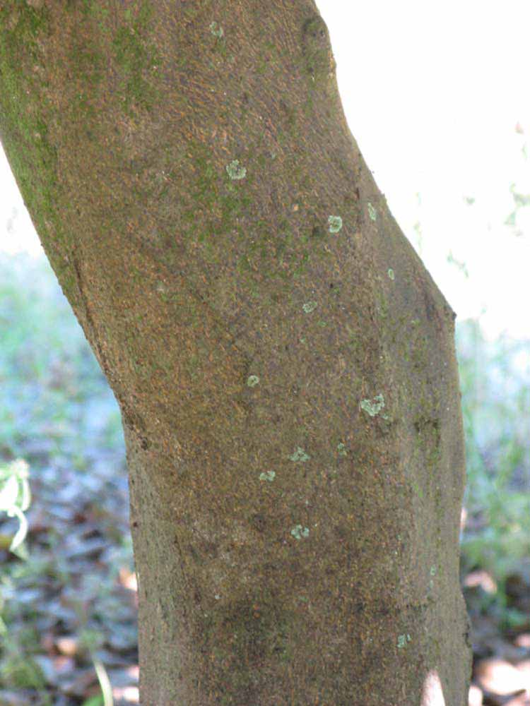            Bark (Winter Haven, FL)      